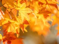 Jesienne zabawy - 1B