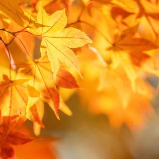 Jesienne zabawy - 1B